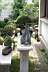 bonsai k�vel