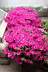 vir�gcsokor